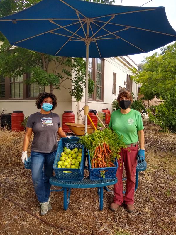 Pasadena Educational Foundation volunteering with masks on handing out their garden vegetables. 