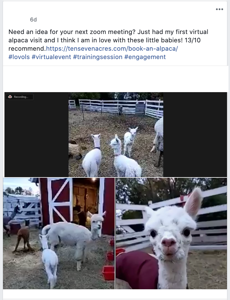 Need an idea for your next zoom meeting? Just had my first virtual alpaca visit and I think I am in love with these little babies! 13/10 recommend.https://tensevenacres.com/book-an-alpaca/
#lovols #virtualevent #trainingsession #engagement